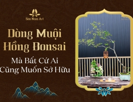 Dòng Muội Hồng Bonsai Bất Cứ Ai Cũng Muốn Sở Hữu
