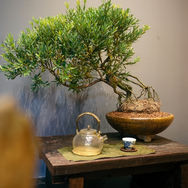 Tùng Ngọc - Cây Cảnh Tường Vinh, Mang Tài Lộc Và Bình An
