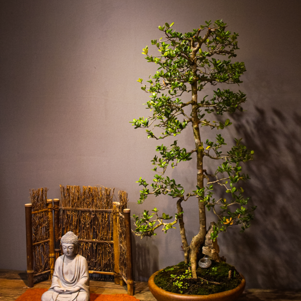 Hải Châu - Cây Cảnh Đặc Biệt, Làm Đẹp Không Gian Sống